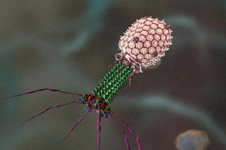噬菌体重建的显微镜图像