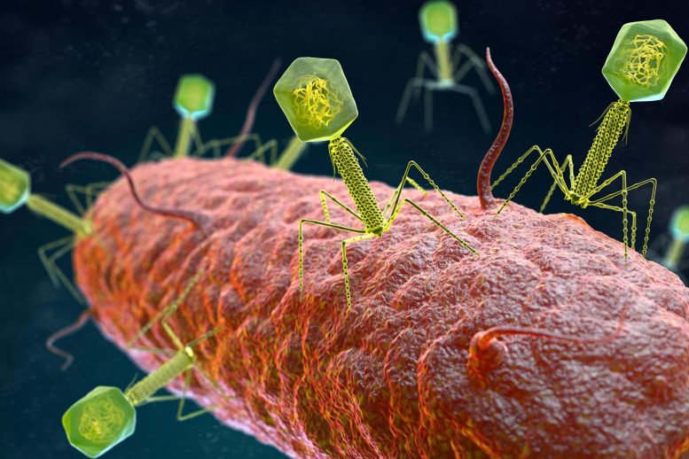 Bacteriophage Virus Attacking Bacteria