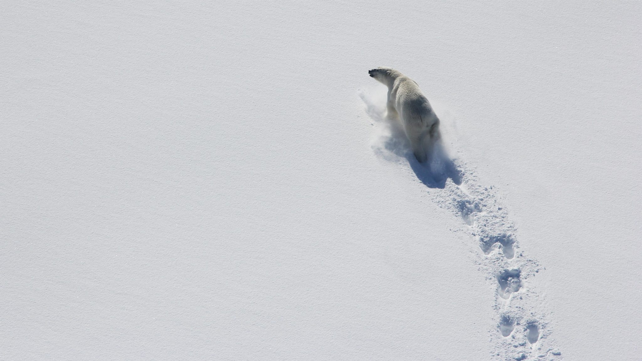 Polar Bears Skinnier & Having Fewer Cubs Due to Less Sea Ice in Baffin Bay
