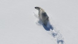 Baffin Bay Polar Bear