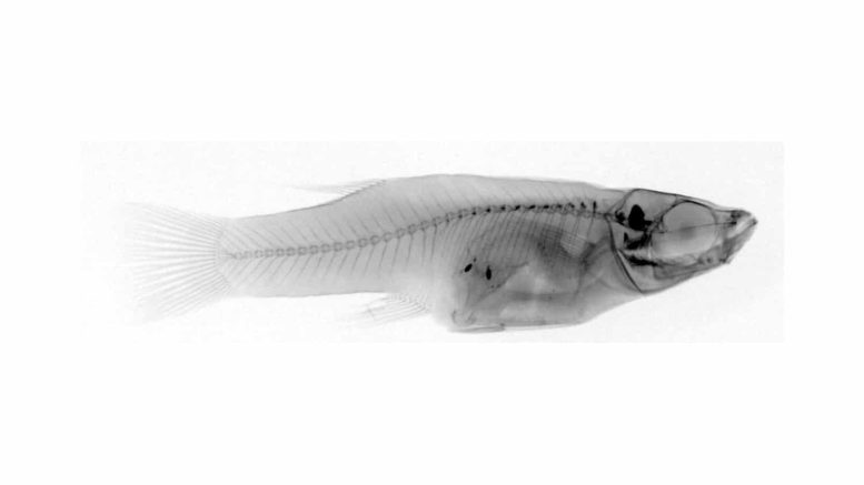 Bahamas Mosquitofish