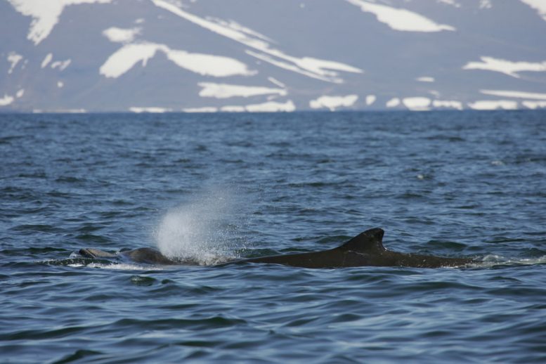 Bairds Beaked Whale, the Commander Islands