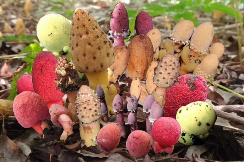 Balanophora Asexual Parasitic Plants