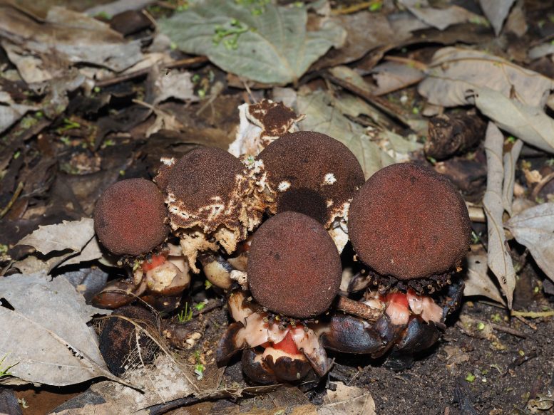 Balanophora fungosa