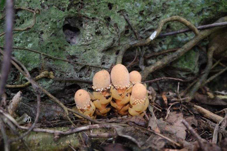 Cluster of Balanophora fungosa on the forest floor