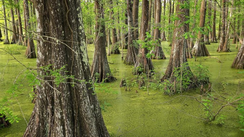 Bald Cypress Trees in Swamp