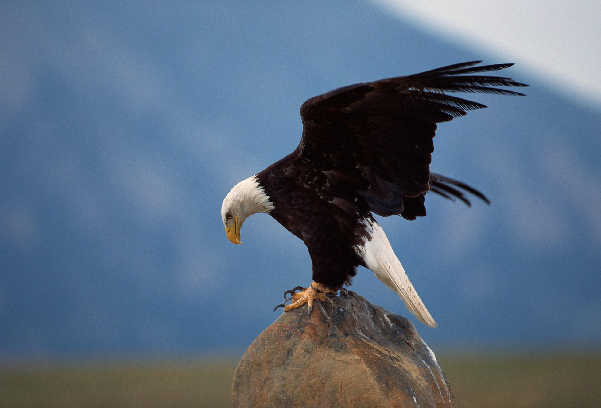 Birds With Benefits: How Eagles Are Helping Dairy Farmers in Western  Washington