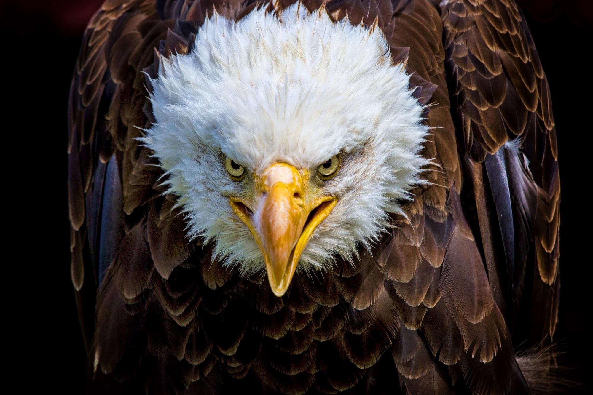The mysterious killer of the Bald Eagles was finally identified ...