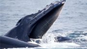 Baleen Whale Feeding