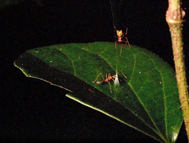 Ballista Spider Green Tree Ant