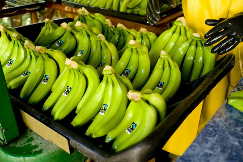 Banana Fairtrade