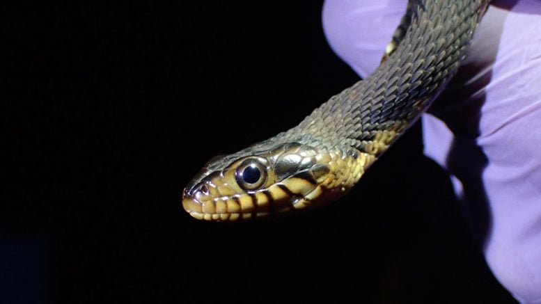 Banded Watersnake