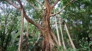 Banyan Strangler Fig Tree