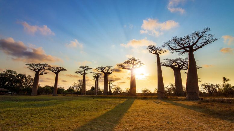 Baobab Sunburst