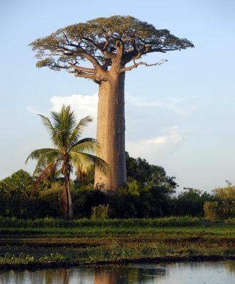 Baobab adansonia grandidieri
