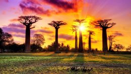 Baobab in Sun