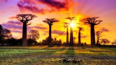 Decoding the Mysterious Origins of Baobab Trees