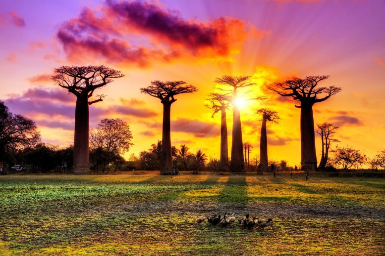 Baobab in Sun