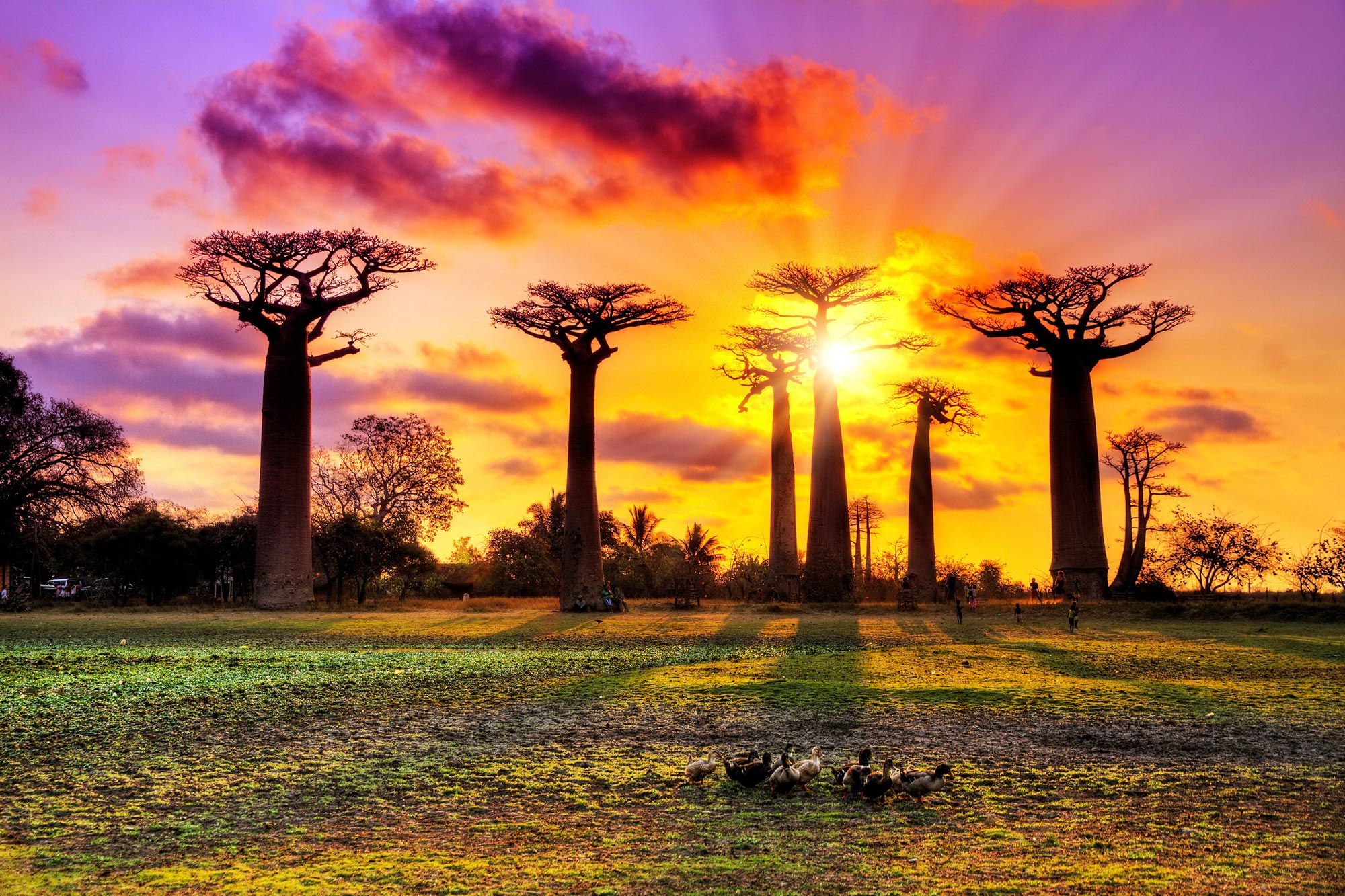 Het ontcijferen van de mysterieuze oorsprong van baobabbomen