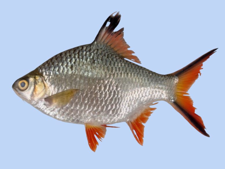 Barbonymus schwanefeldii Specimen
