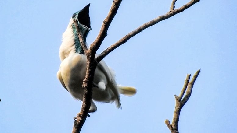 Biologists May Have Discovered Two of the World’s Loudest Birds