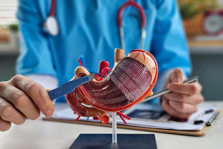 Bariatric Surgery Stomach Model Surgeon Scalpel