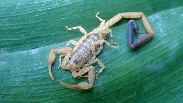 Žievės skorpionas (Centruroides berstoni)