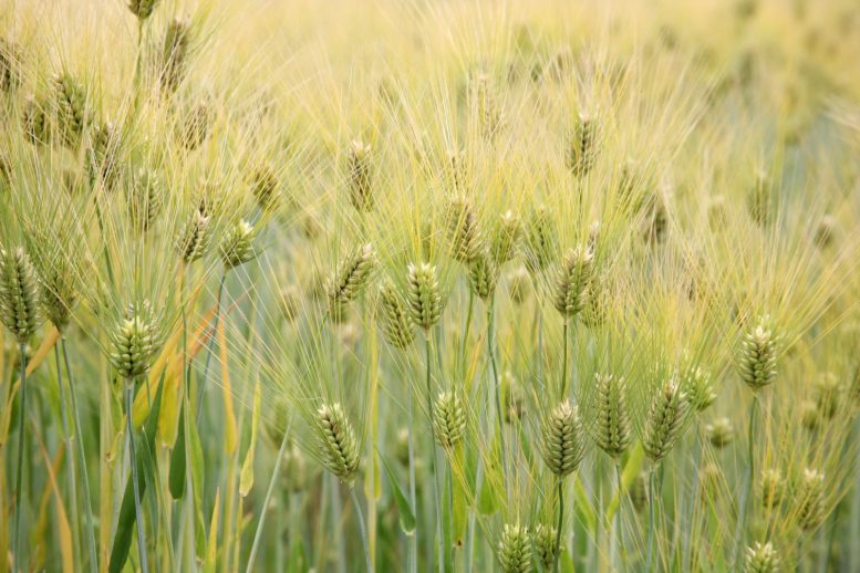 Barley Crop