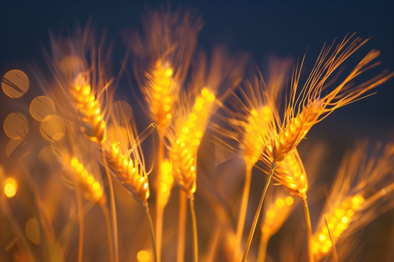 Barley Plant Close Up