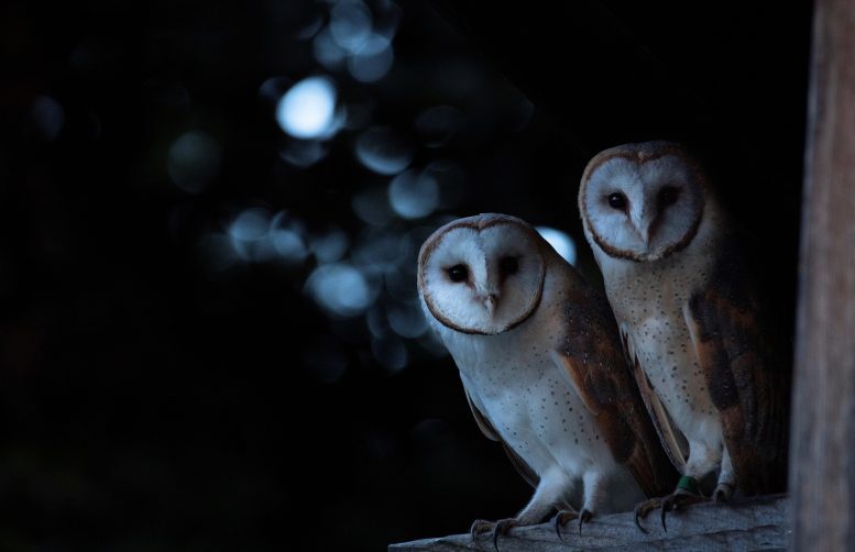 Barn Owls With Varying Plumage Colors
