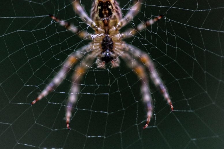 Barn Spider on Web