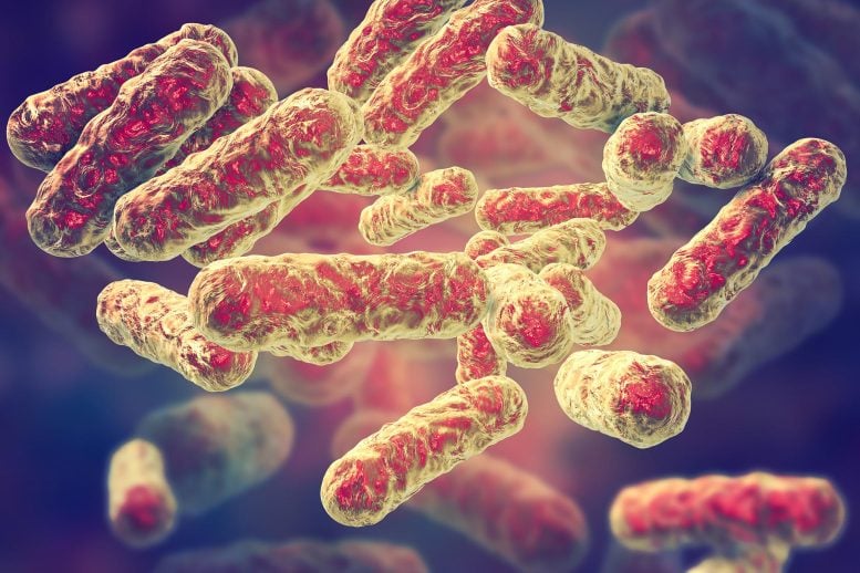 Bartonella henselae Bacteria