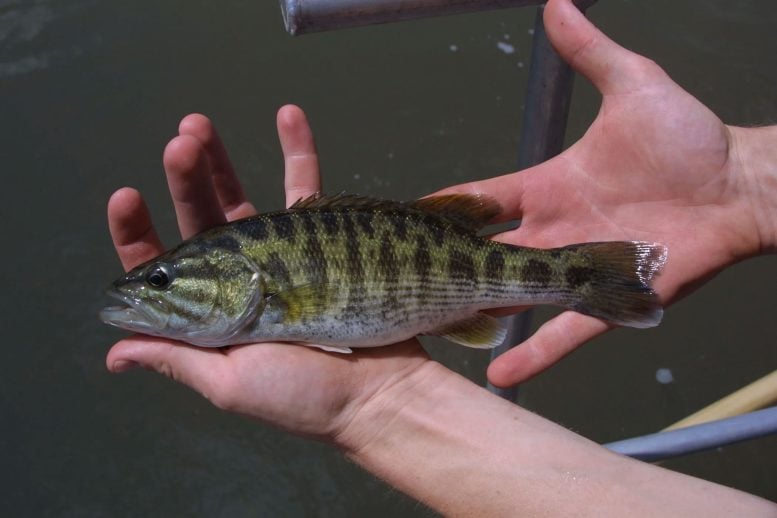 Bartram Bass