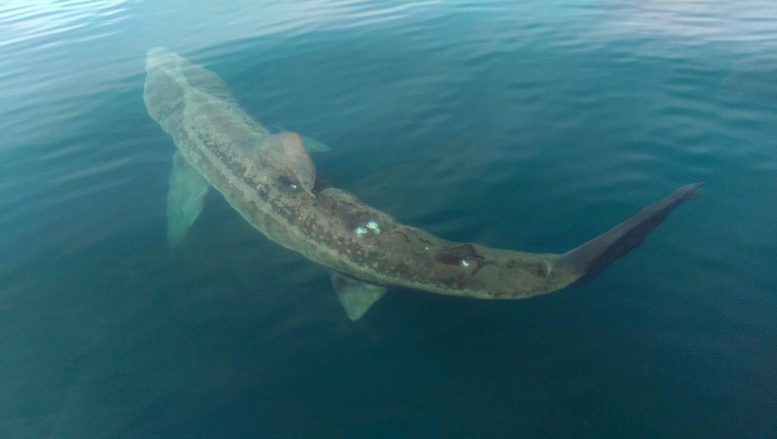 Basking Shark Underwater