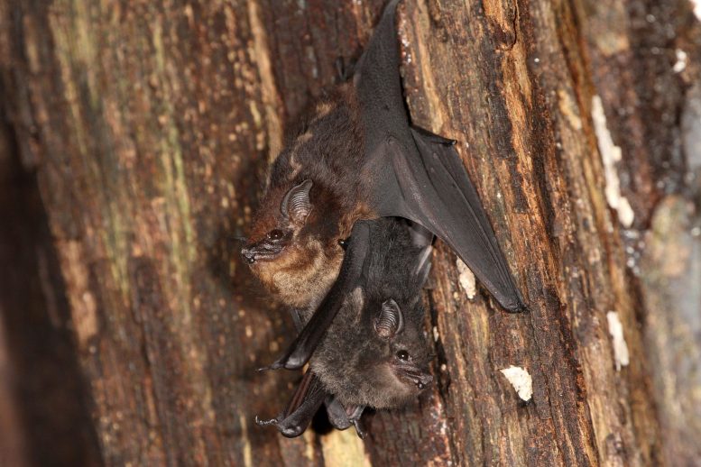 Bat Baby Talk