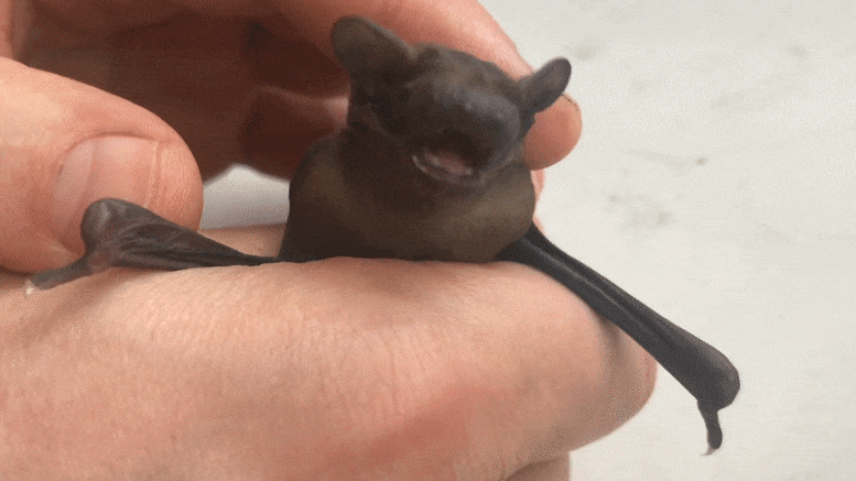 Bat Cub