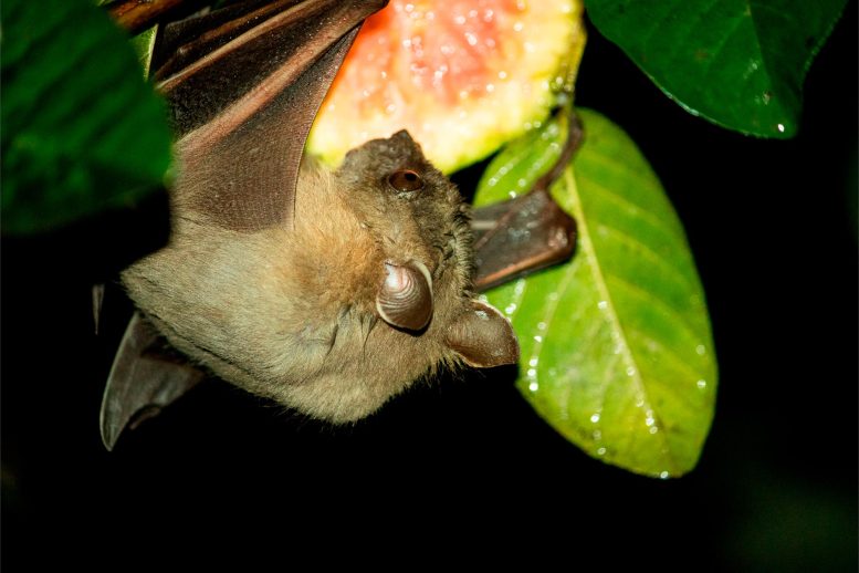 Bat Eating Fruit