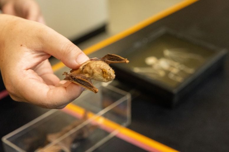 Bat Specimen