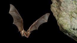 Bat in Cave