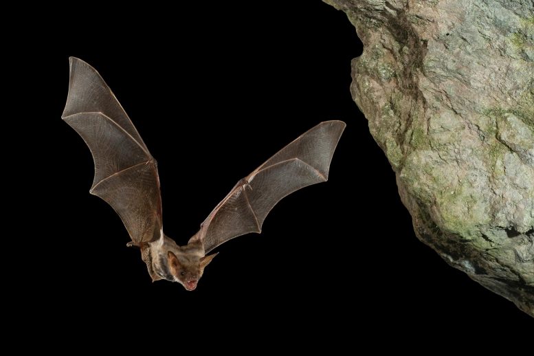 Bat in Cave