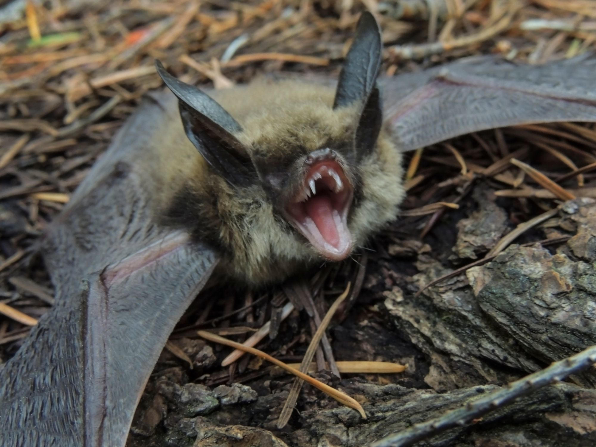 Avoid the Next Pandemic Stay Away From the Bats Techno Blender