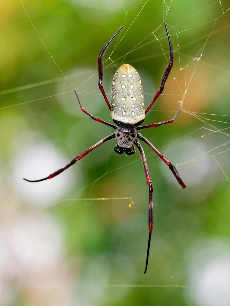 Batik Golden Web Spider (Nephila antipodiana)