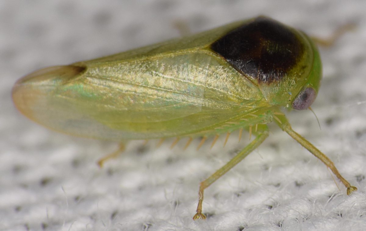 It Looks Like a Frog, but It’s a Bug: Scientist Discovers 7 Unusual New ...