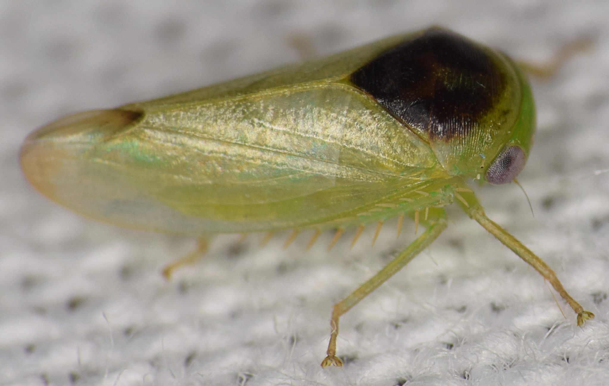 Frog Stalk Insect It Looks Like a Frog, but It’s a Bug: Scientist Discovers 7 Unusual New ...