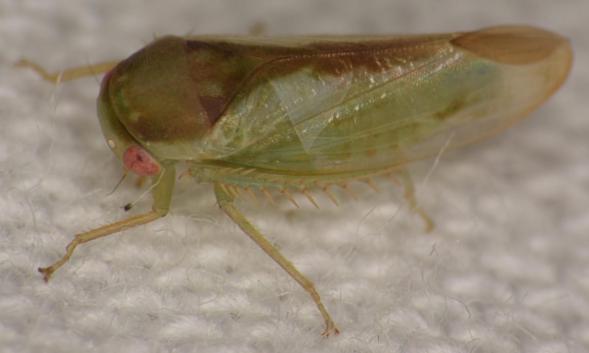 Frog Stalk Insect It Looks Like a Frog, but It’s a Bug: Scientist Discovers 7 Unusual New ...