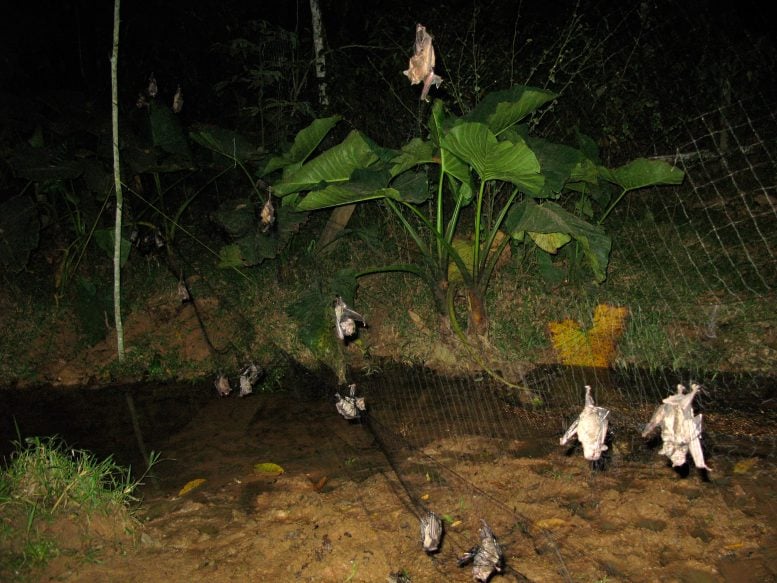 Bats Caught During Zoonotic Virus Surveillance