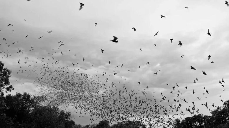Bats Emerging From Roosts