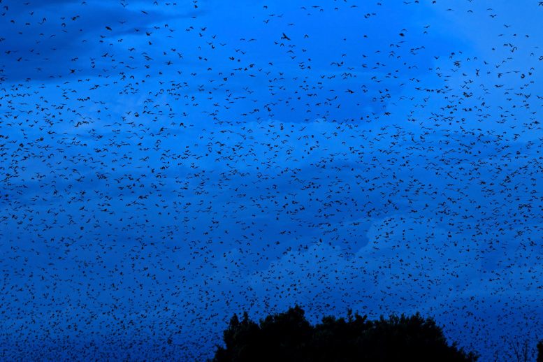 Bats From Kasanka National Park