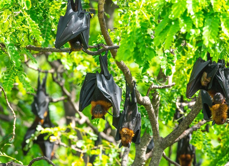 Bats Hanging Upsidedown