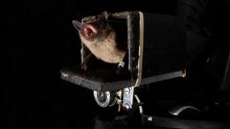 Bats Use Echoes of Own Vocalizations To Locate Prey